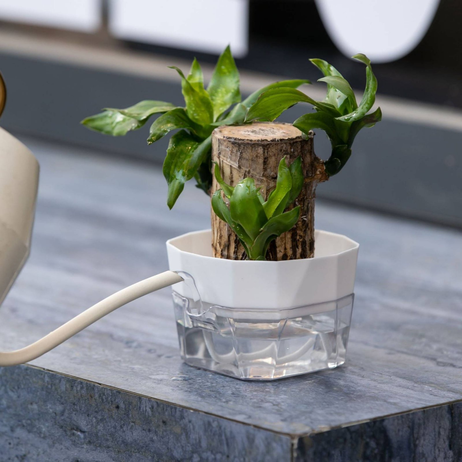 Vaso Hidropônico com Design de - Automatic Watering avaliação e preço