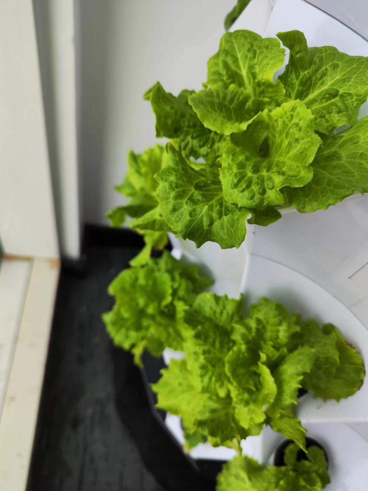 Sistema de Irrigação Automátic - Hydroponic Tower avaliação e preço